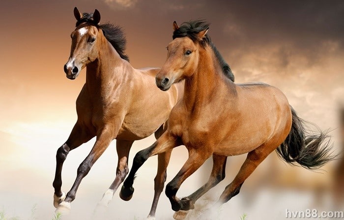 Mơ thấy 2 con ngựa đánh con gì? HappyLuke giải mã lô đề 1