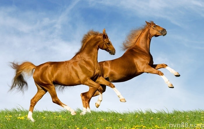 Mơ thấy 2 con ngựa đánh con gì? HappyLuke giải mã lô đề 2